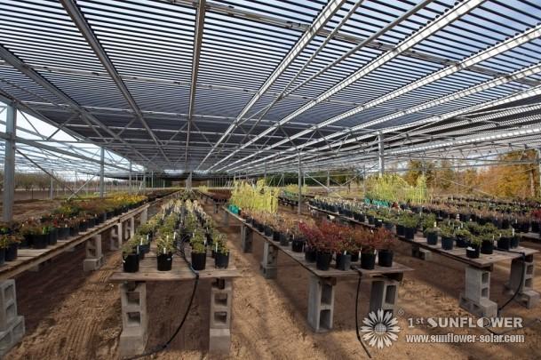 Solar collector doubles as greenhouse shade